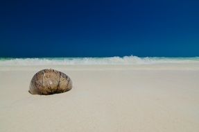 close up of shell on sand Beach at sea