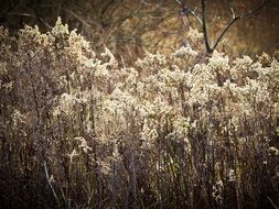 dry plants with seeds at fall