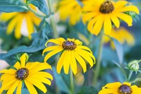 yellow garden flowers closeup