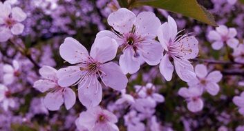 Flowers Spring Blooms Nature