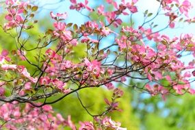 flowering tree in arboretum