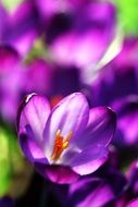 bright purple crocuses on a blurred background
