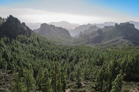 green dense forest in the canary islands