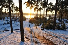 frozen lake in forest, netherlands