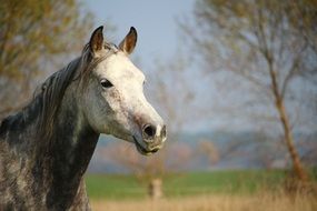 horse in the autumn landscape