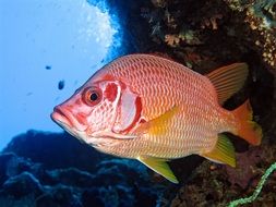 red Fish Underwater