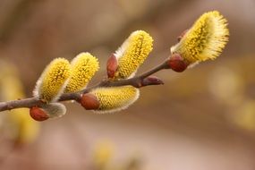 fluffy spring willow