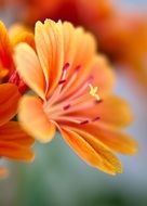 orange Lewisia Bitterwurz Blossom