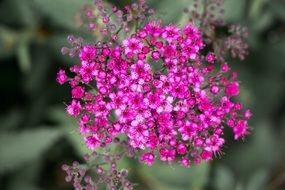 Flower Bunch Tiny