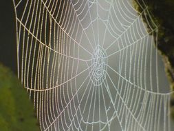 spider web as a work of art in the sunlight