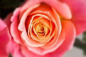 lush pink rose top view