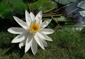 white natural lotus
