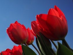 red tulips on a blue background