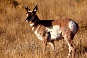 wild buck in the national park