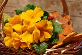 yellow primroses