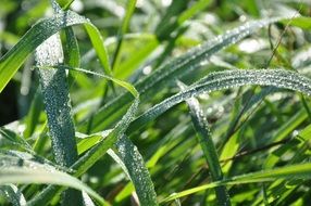 grass in the drops of dew in the sun