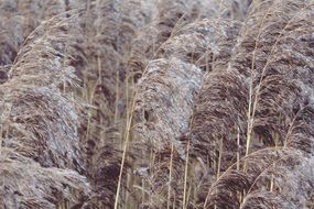 brown reed close-up