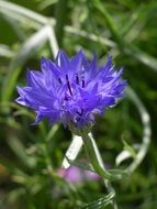 blue pointed flower