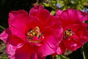 tulips in full bloom