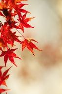 autumnal maple leaves