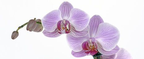 orchid flower full bloom