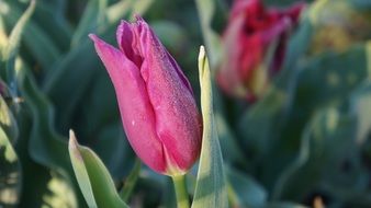 impressive Flower Tulip Pink