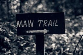 Path main Trail Forest