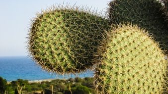 thorny cactus in Ayia Napa cactus park, cyprus