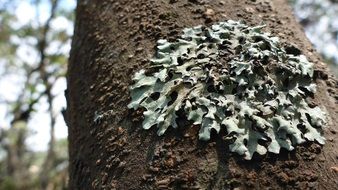 Lichene on the tree