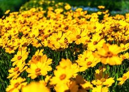 wonderful Yellow Summer Daisies