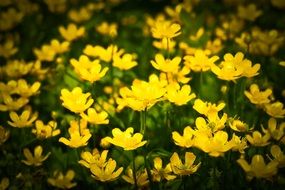 yellow spring celandine on the field