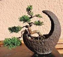 bonsai in a flower pot in the form of a month