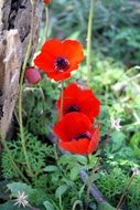 red poppies in grass