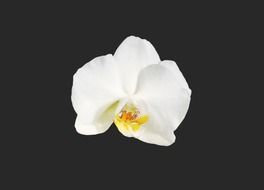 orchid flower blossom on the black background