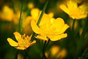 yellow celandine blossoms