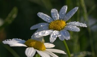 daisies in droplets after rain on a blurred background