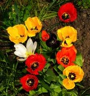 colorful Tulips