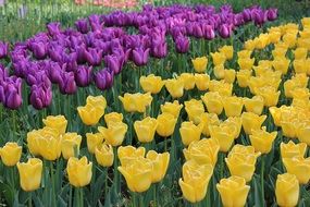 flower beds with different tulips