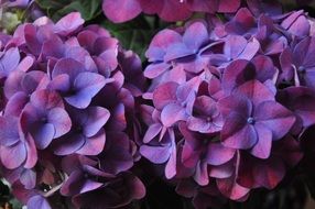 Close-up of beautiful gradient purple hydrangea flowers