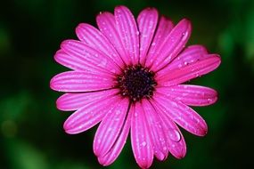 macro photo of Pink Flower with Water drops