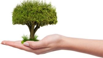 green tree on womanâs hand