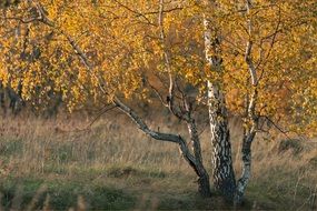 Birch trees in the golden autumn