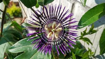 unusual flower bloom