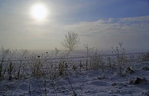 plants on a field with snow