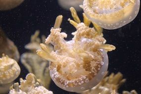 cream jellyfish under water close-up
