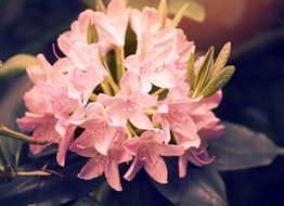 unimaginable Rhododendron Blossom