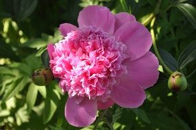 large bud of pink peony