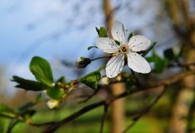 cherry flower on the branch