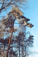 snowy winter forest