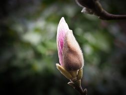 pink magnolia bud in spring